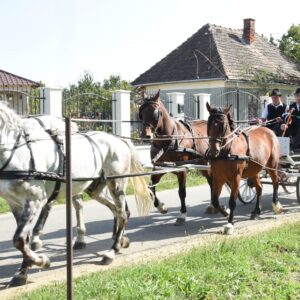Ore de echitație pentru copii şi adulț
