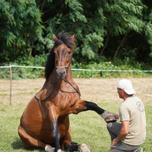 Ore de echitație pentru copii şi adulț